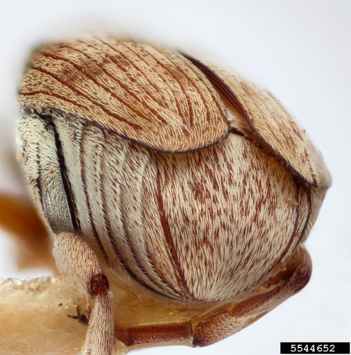 Bean weevil