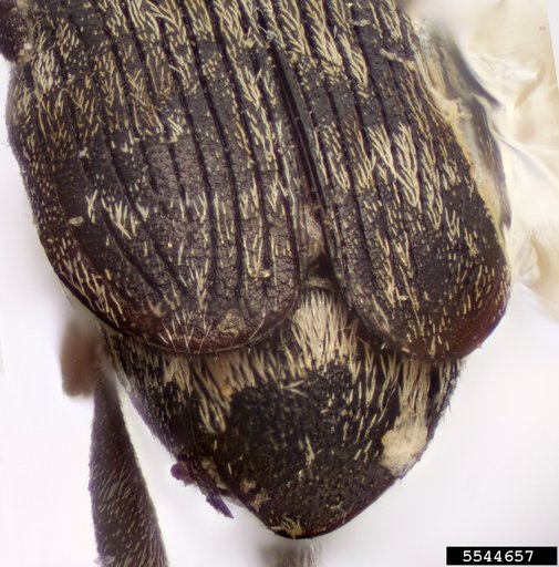 Bean weevil