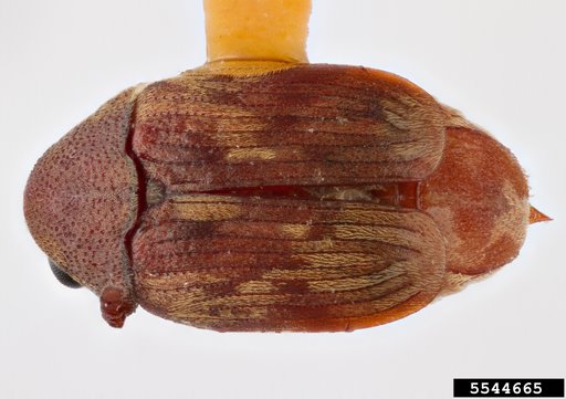 Bean weevil
