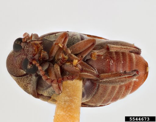 Bean weevil