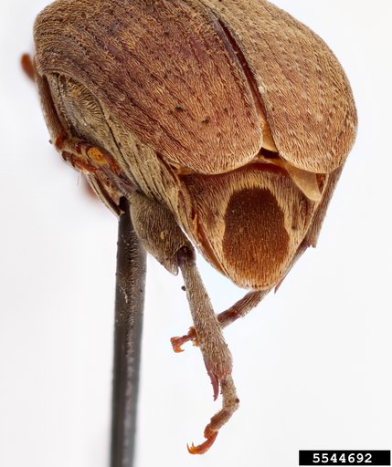 Bean weevil