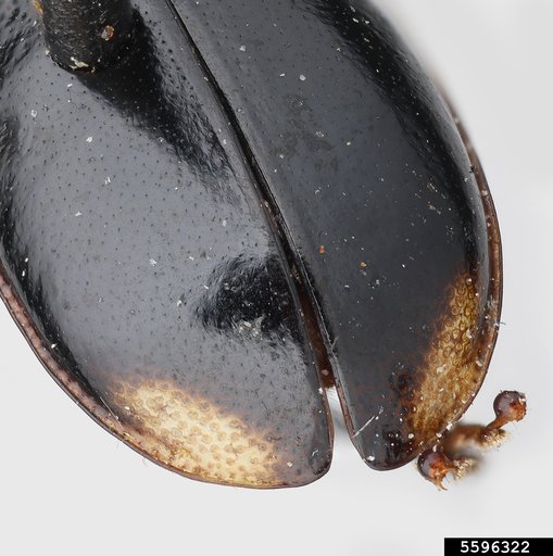 flea beetles