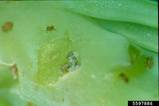 Cooley Spruce Gall Adelgid