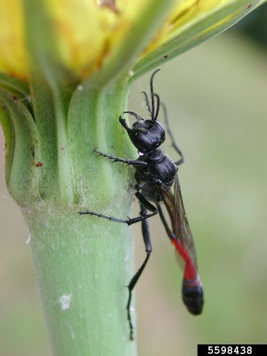 Sphecid Wasp