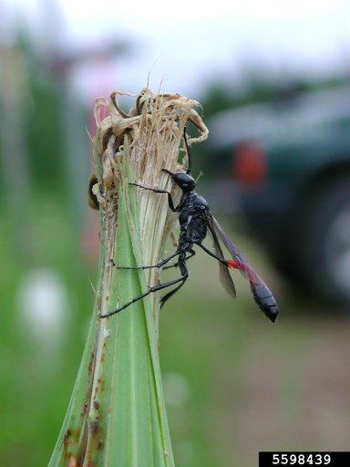 Sphecid Wasp