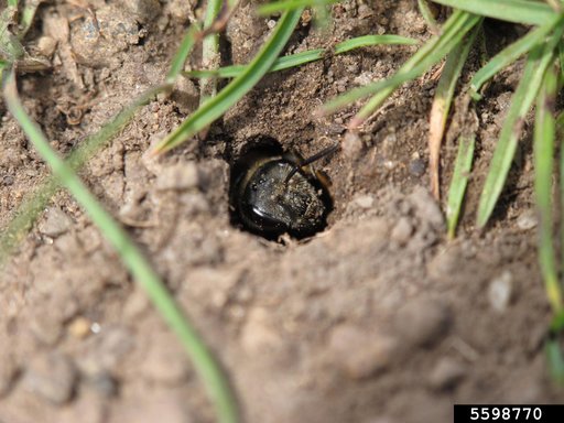 Genus Anthophora