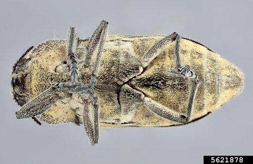 Genus Achardella Obenberger 1926