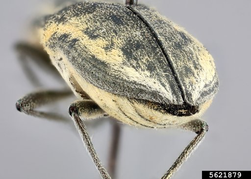 Genus Achardella Obenberger 1926
