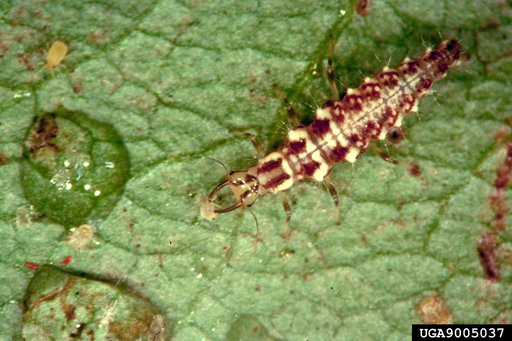 Green Lacewings