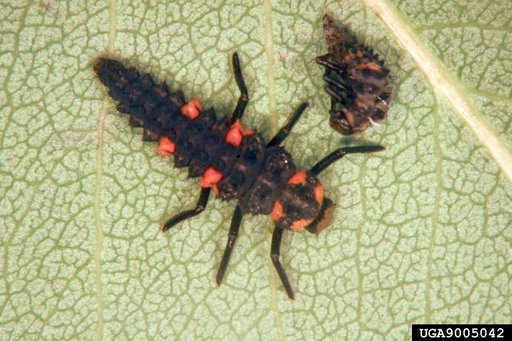 Transverse Ladybeetle