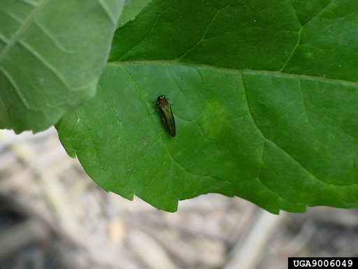 emerald ash borer